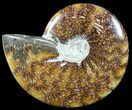 Polished, Agatized Ammonite (Cleoniceras) - Madagascar #54739-1